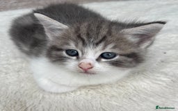 Mixed Breed cats for sale: Stunning Ragdoll Cross Kittens - Image 2