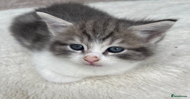 Mixed Breed cats - Advert 3