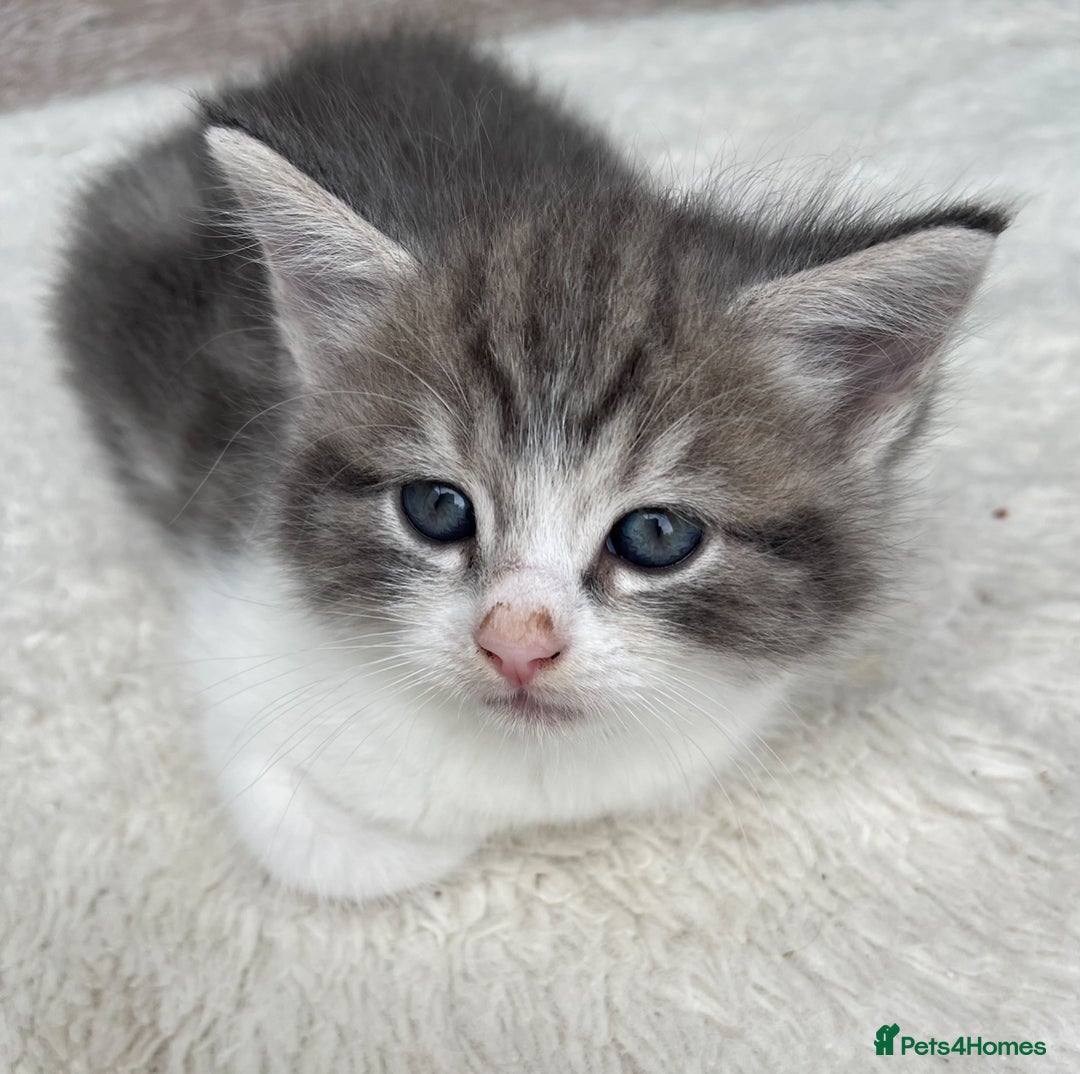 Mixed Breed cats for sale: Stunning Ragdoll Cross Kittens - Image 2