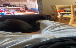 Mixed Breed dogs for sale: Beautiful lab/staffy male  - Image 5