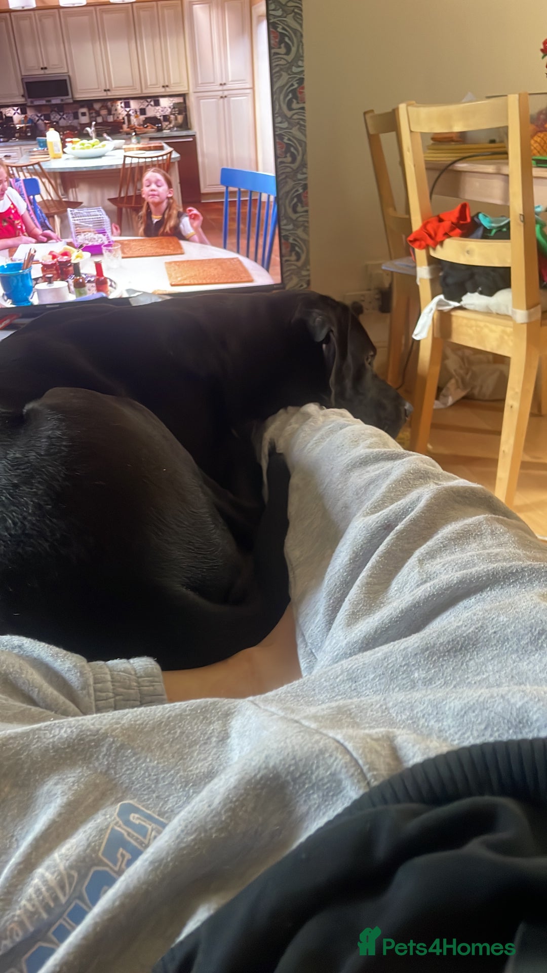 Mixed Breed dogs for sale: Beautiful lab/staffy male  - Image 5