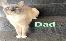 Ragdoll cats for sale: Adorable kittens ( Ragdoll cross) - Image 15