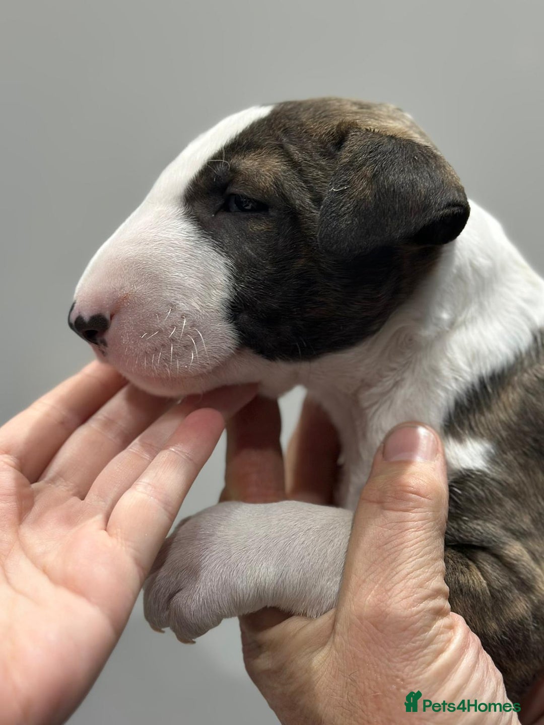 English Bull Terrier dogs for sale: Puppies Available  - Image 19