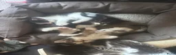 Mixed Breed cats for sale: Kittens For Sale  in Denbigh - Advert 2
