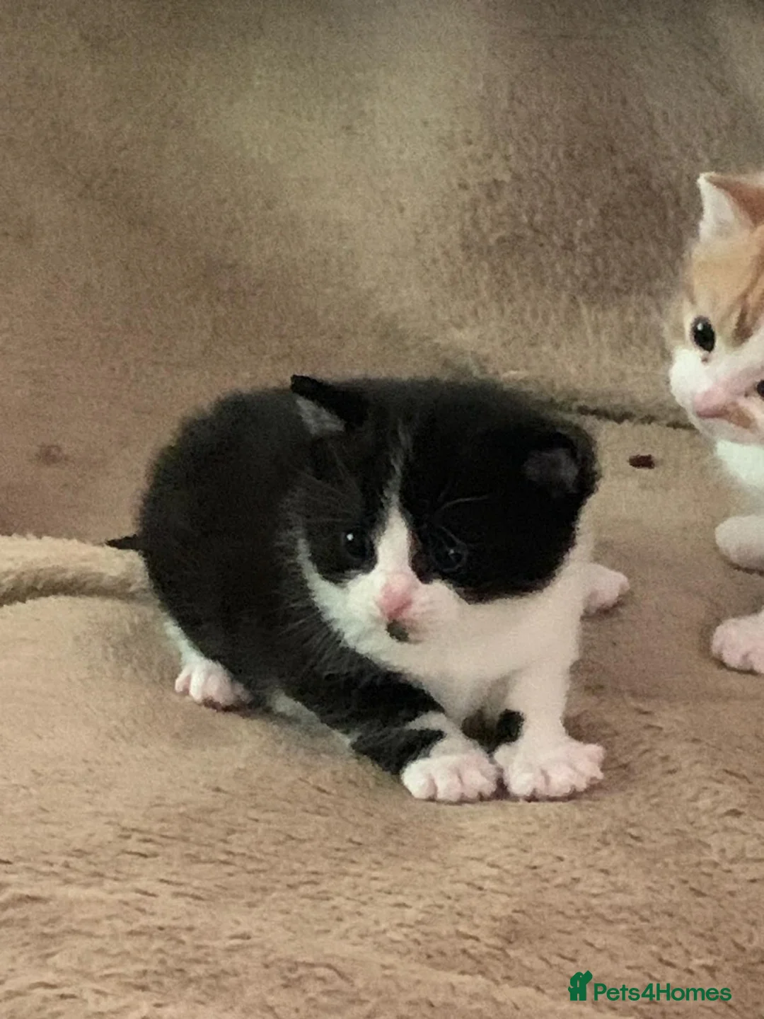 Ragdoll cats for sale: Kitten from loving country cottage home  - Advert 2