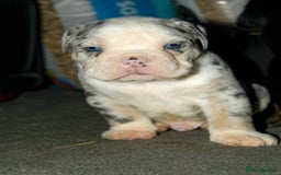 Olde English Bulldogge dogs for sale: Olde English Bulldog puppies - Image 5