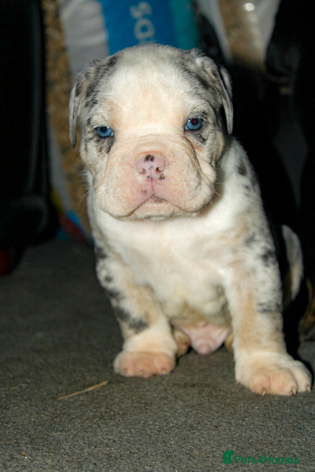 Olde English Bulldogge dogs for sale: Olde English Bulldog puppies - Image 5