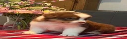Australian Shepherd dogs for sale: STUNNING AUSTRALIAN SHEPHERD PUPPIES  - Advert 7