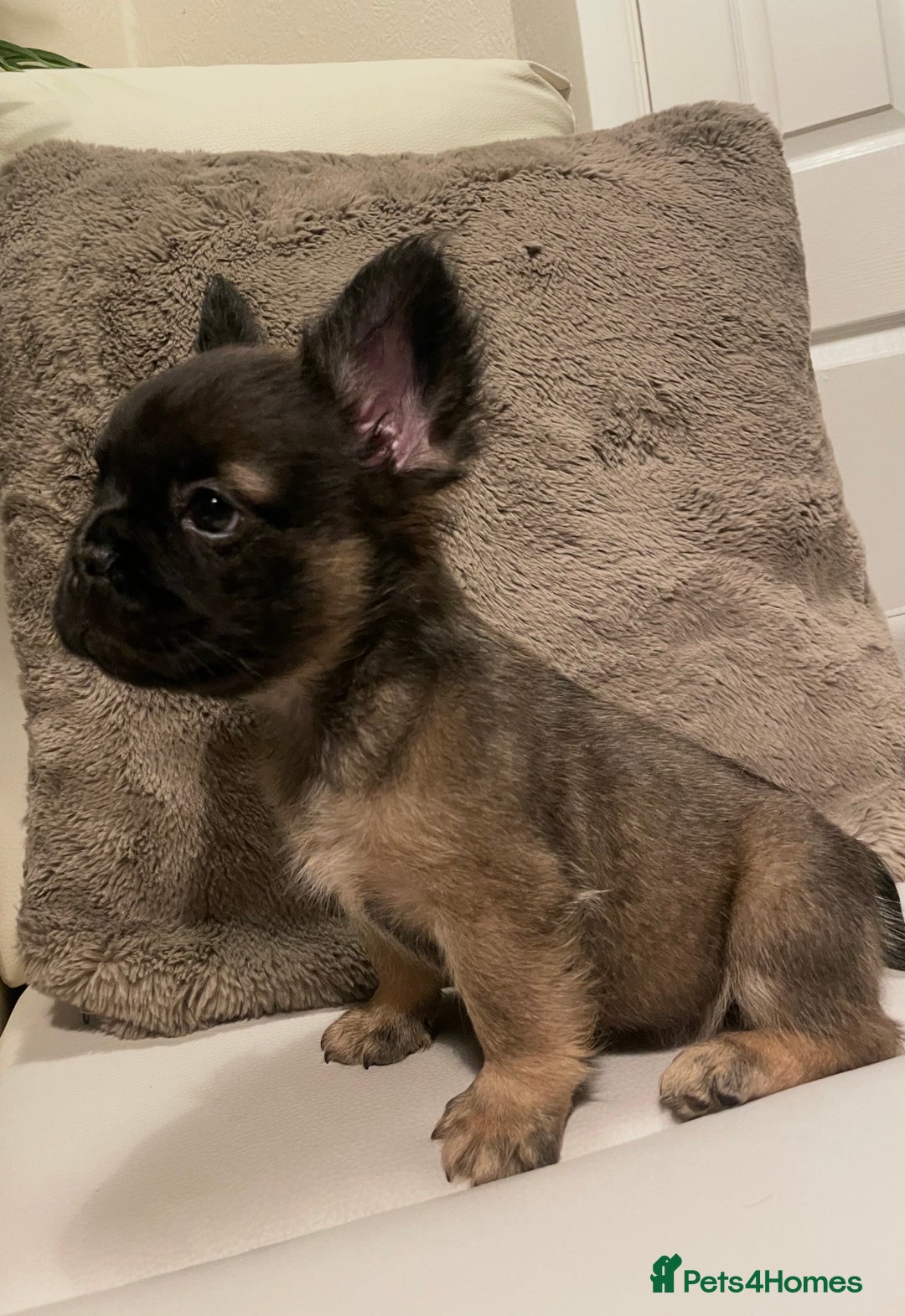 French Bulldog dogs for sale: FRENCH BULLDOG PUPPIES FOR SALE!! - Advert 4