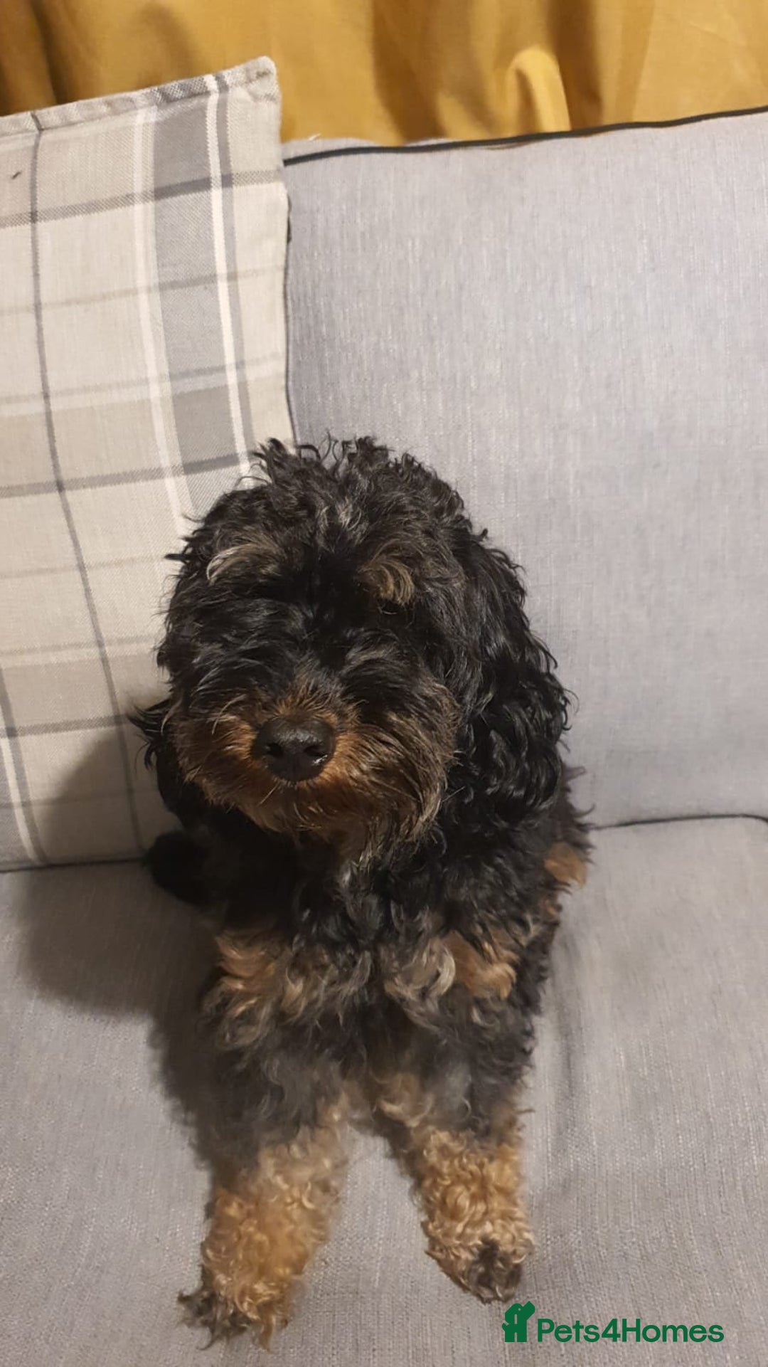 Cockapoo dogs for sale: Cockapoo - Advert 2