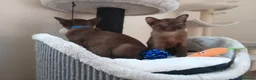 Burmese cats for sale: Stunning Brown Burmese Kittens. GCCF Reg.  - Advert 7