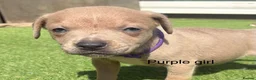 Staffordshire Bull Terrier dogs for sale: Stunning litter of Staffies  in Huntingdon - Advert 2