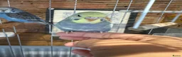 Budgerigars birds for sale: Beautiful Baby Budgies - Advert 3