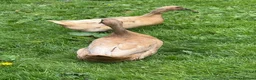 Ducks poultry for sale: 4 Female ducks for sale  - Advert 2