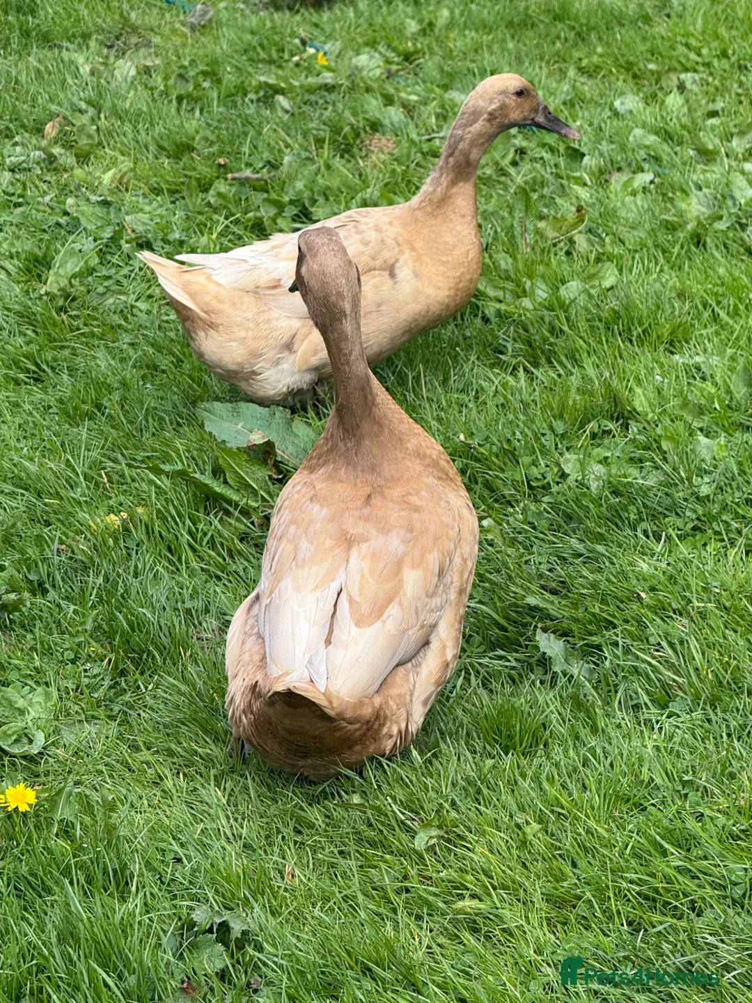 Ducks poultry for sale: 4 Female ducks for sale  - Advert 2