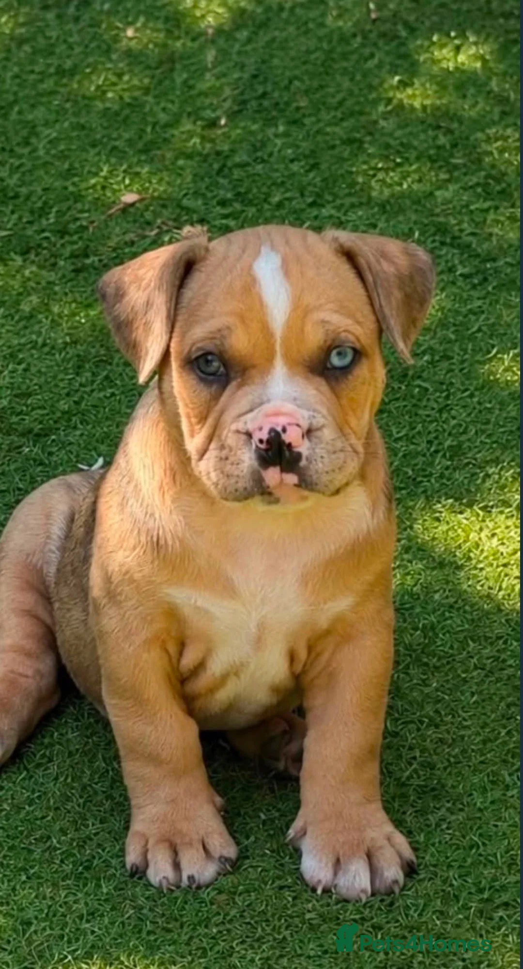American Bully dogs for sale: Abkc American pockets - Advert 10