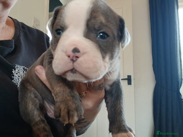 Olde English Bulldogge dogs - Advert 1