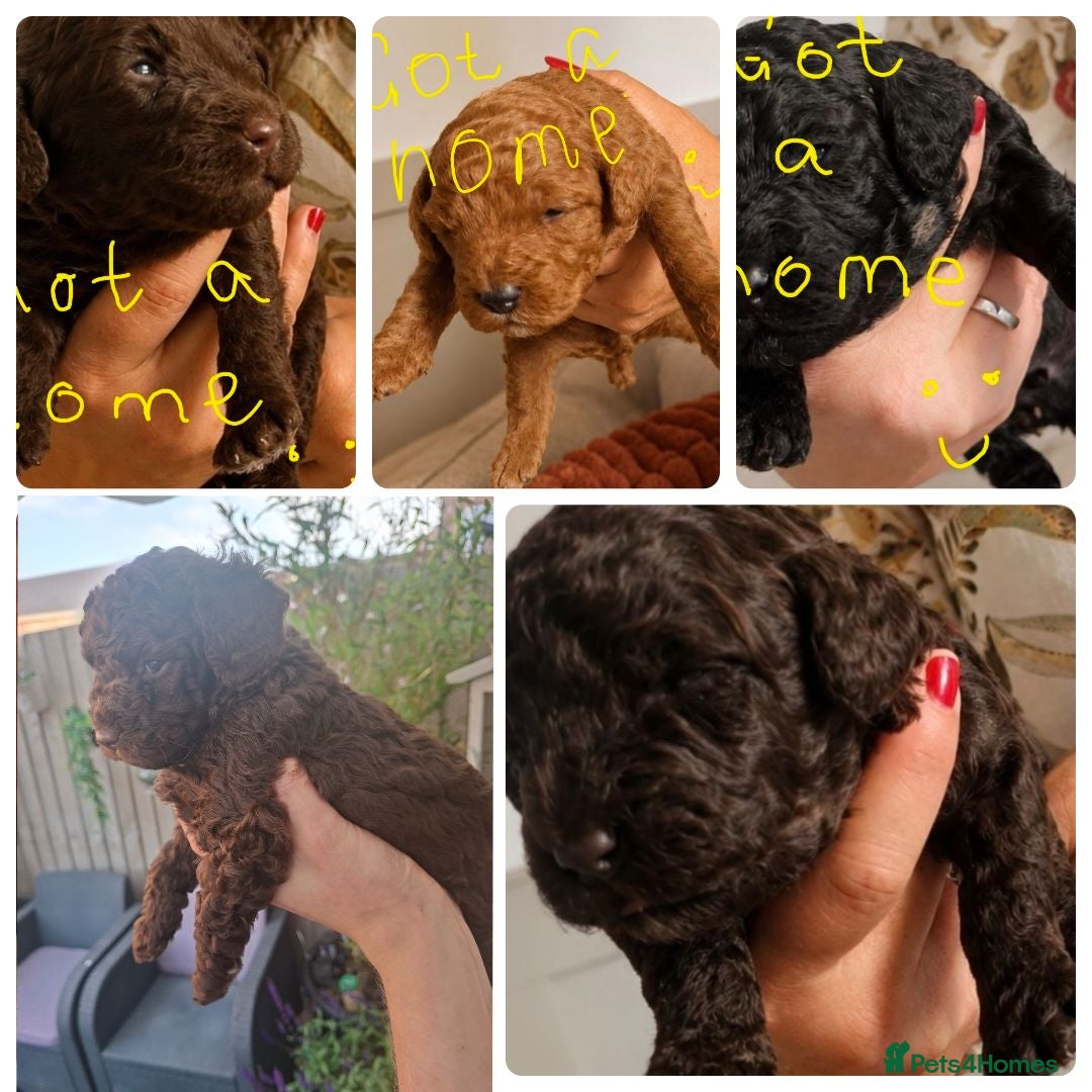 Miniature Poodle dogs Purebred Miniature Poodle Puppies - Advert 10