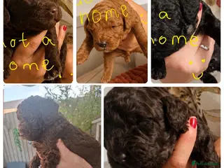 Miniature Poodle dogs Mini Poodle Puppies - Ready for homes 2 weeks!!! - Advert 1