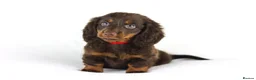 Miniature Dachshund dogs for sale: 4 male Dachshunds - Advert 15