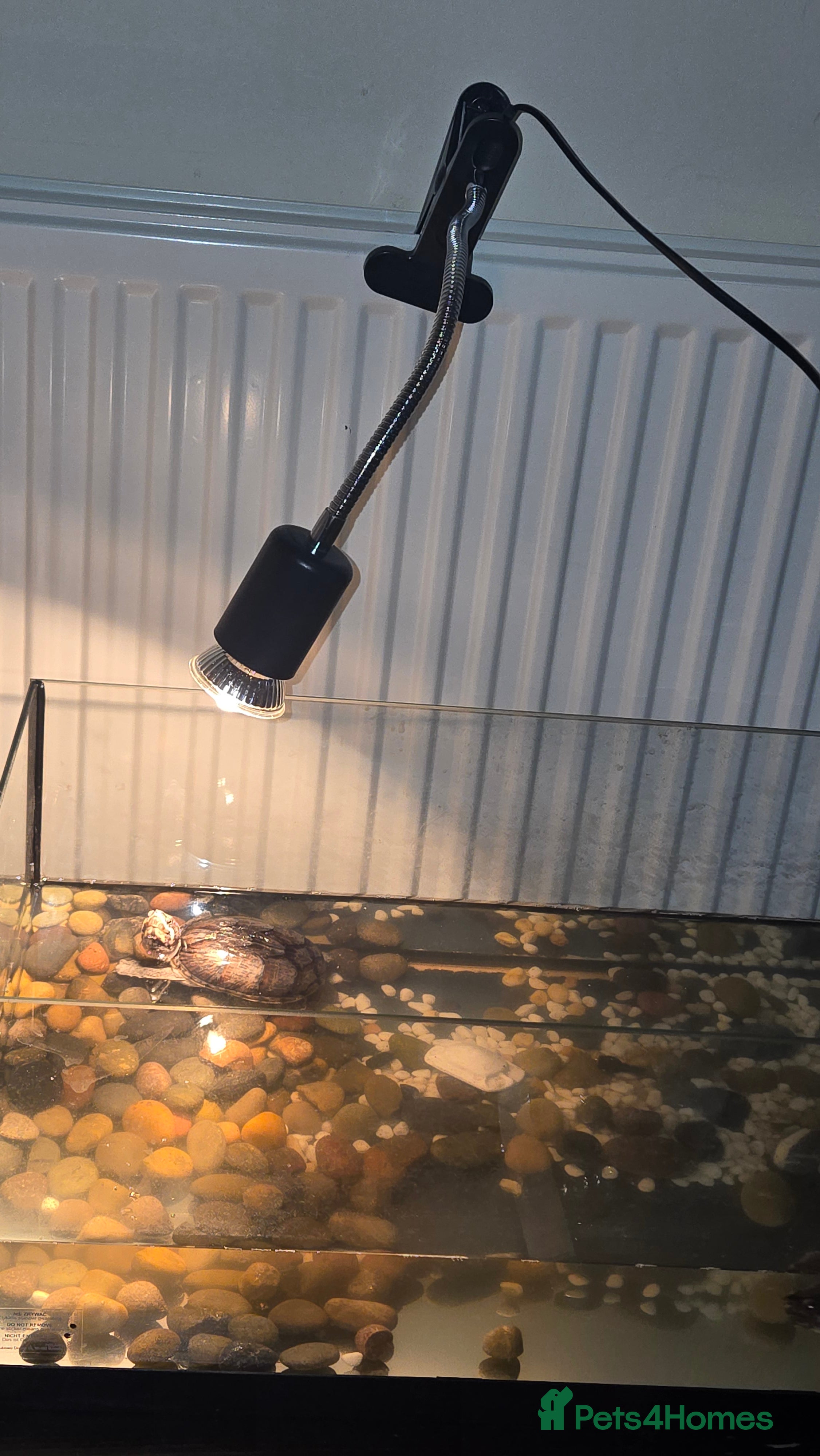 Terrapin reptiles 2 Musk Turtles with Setup Included.  in Crawley - Advert 16