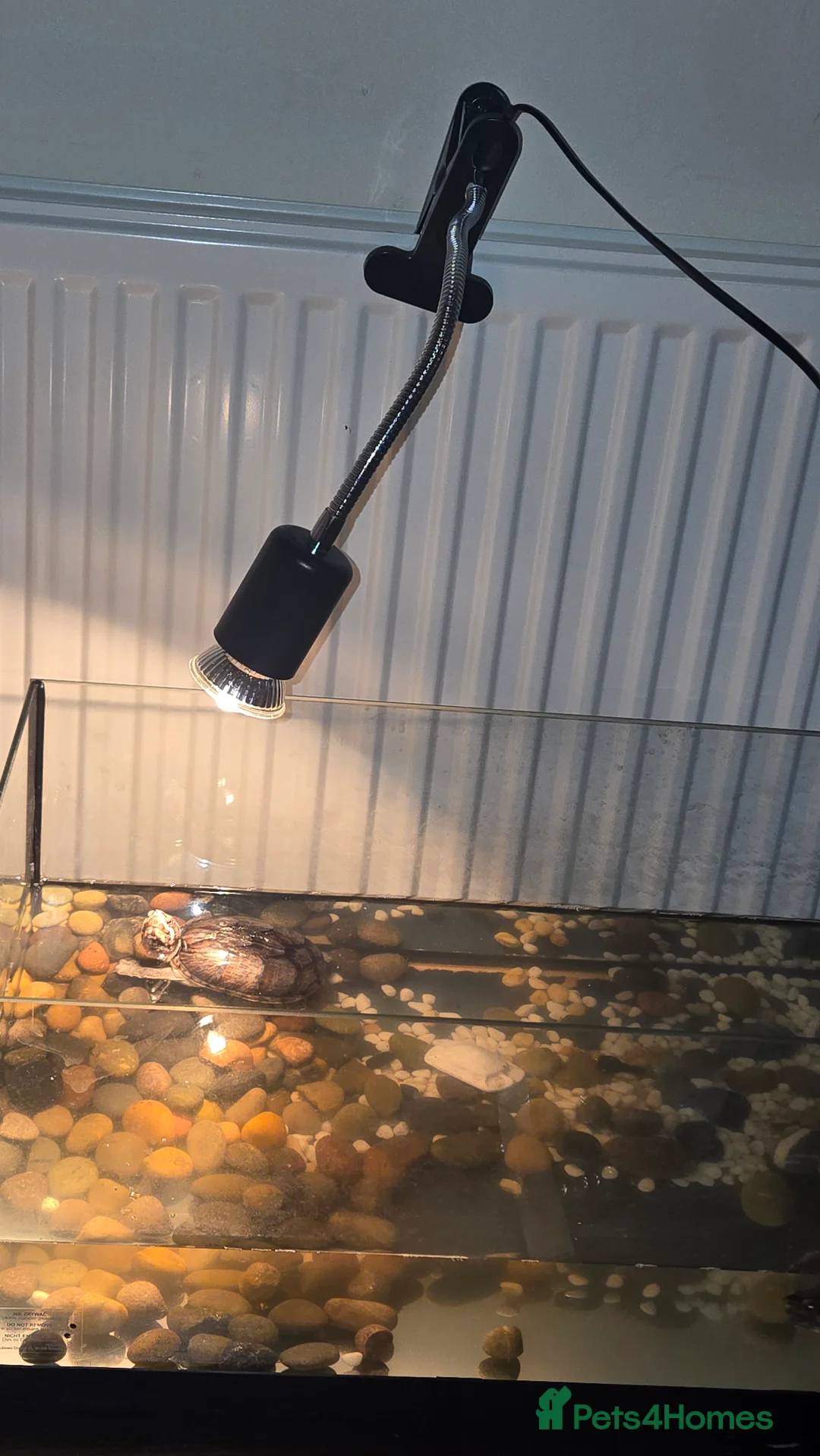 Terrapin reptiles for sale: 2 Musk Turtles with Setup Included.  in Crawley - Advert 1