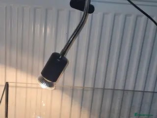 Terrapin reptiles 2 Musk Turtles with Setup Included. in Crawley - Advert 16