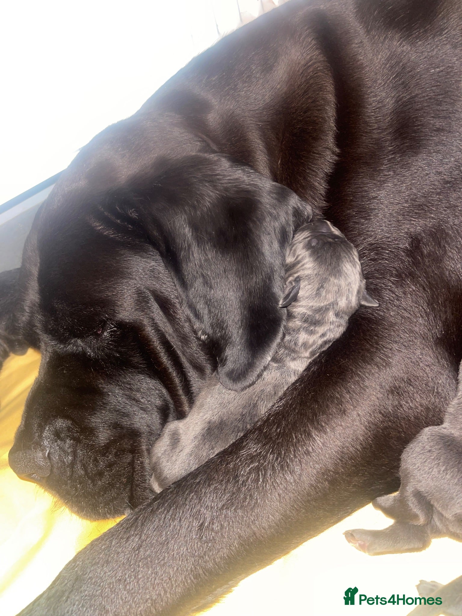 Cane Corso dogs Big chunky cane corso puppies  - Advert 5