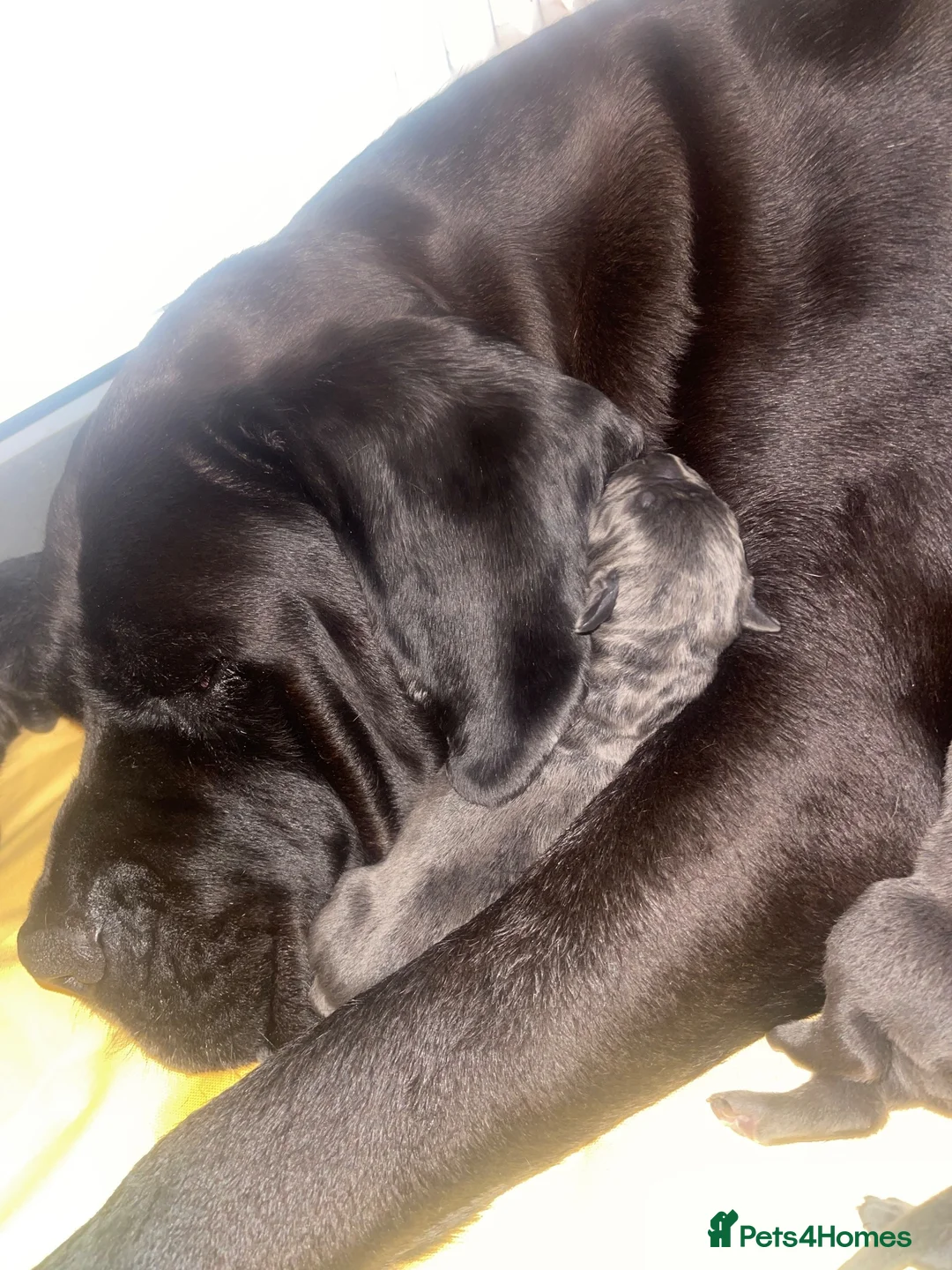 Cane Corso dogs for sale: Big chunky cane corso puppies  in Bristol - Advert 1