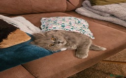 British Longhair cats for sale: Gorgeous GCCF long-haired British girl  - Image 15