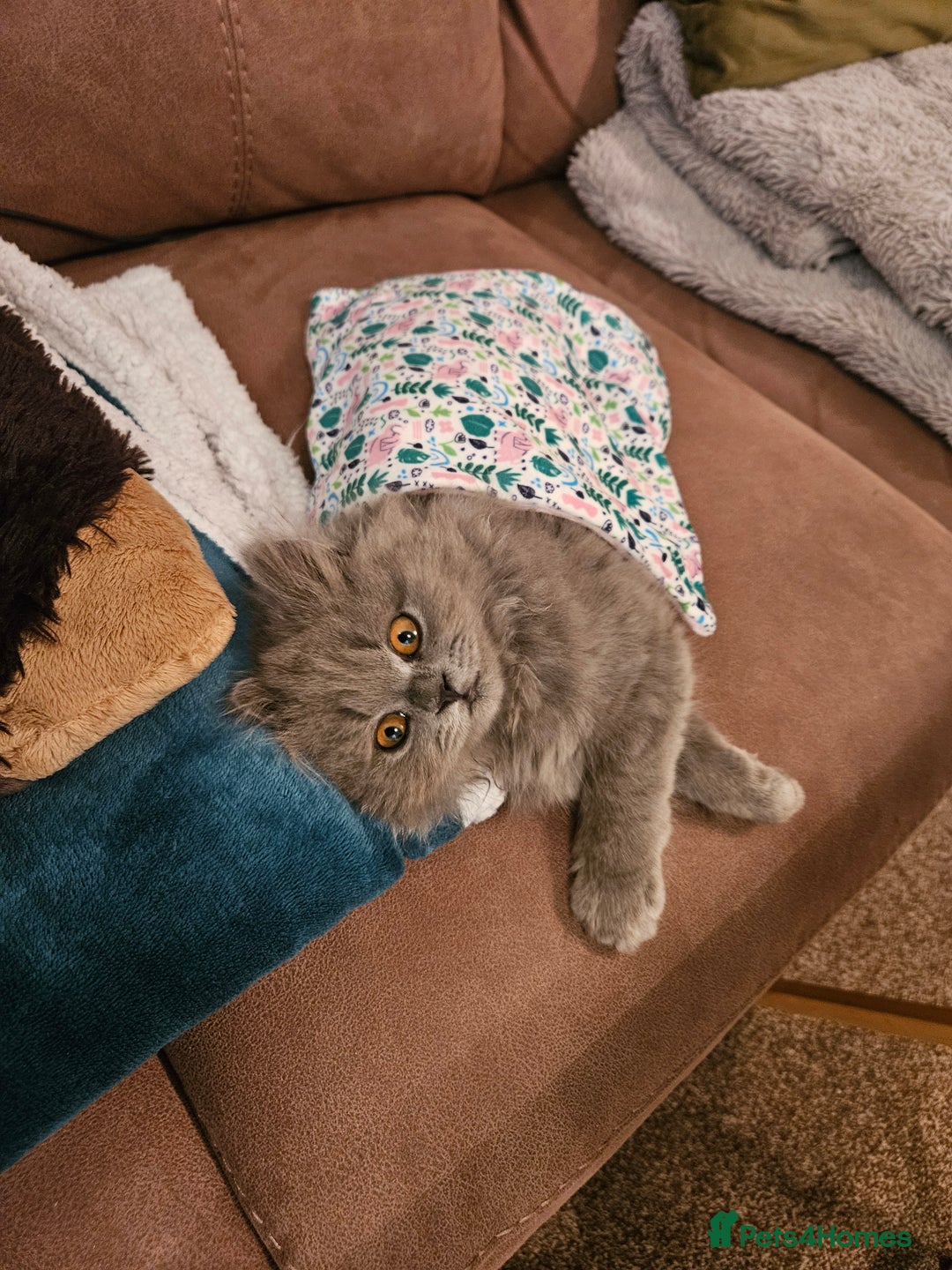 British Longhair cats for sale: Gorgeous GCCF long-haired British girl  - Image 15