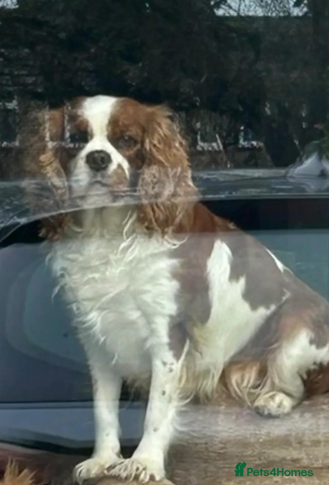 Cavapoo dogs for sale: Health Tested Cavapoos - Advert 1