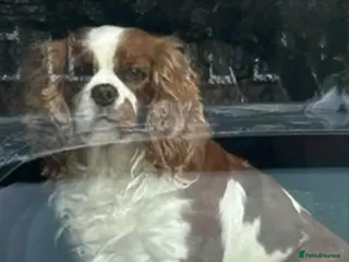 Cavapoo dogs LAST 2 GIRLS AVAILABLE Health Tested Cavapoos - Advert 1