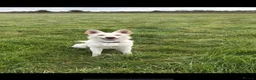 German Shepherd dogs for sale: German Shepherd puppies for sale  - Advert 2