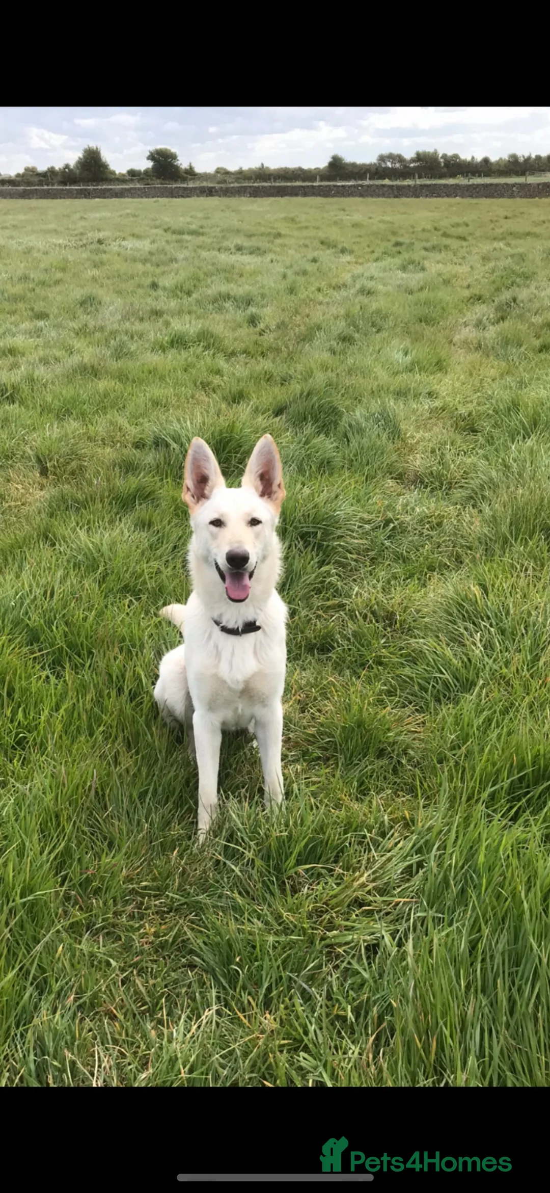 German Shepherd dogs for sale: German Shepherd puppies for sale  - Advert 2
