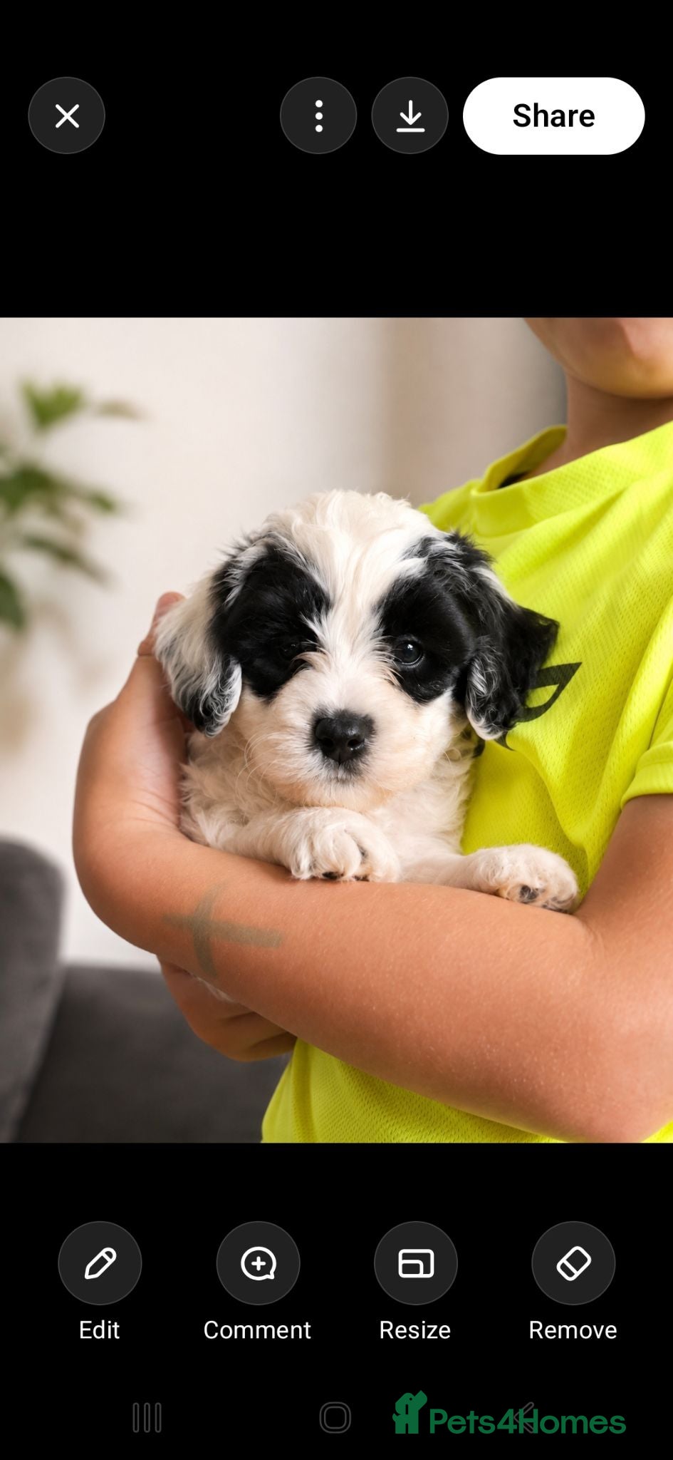 Mixed Breed dogs Cockapoochon  - Advert 1