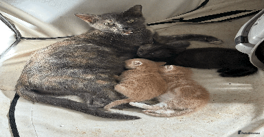Mixed Breed cats - Advert 6