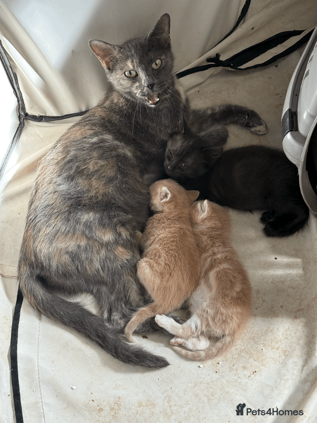 Mixed Breed cats for sale: Beautiful litter of kittens. - Image 2