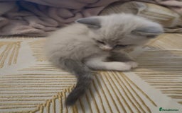 British Shorthair cats for sale: BSH mixed Russian Blue - Image 22