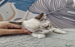 Snowshoe cats for sale:  pedigree Tica reg  snowshoes  READY NOW - Image 7