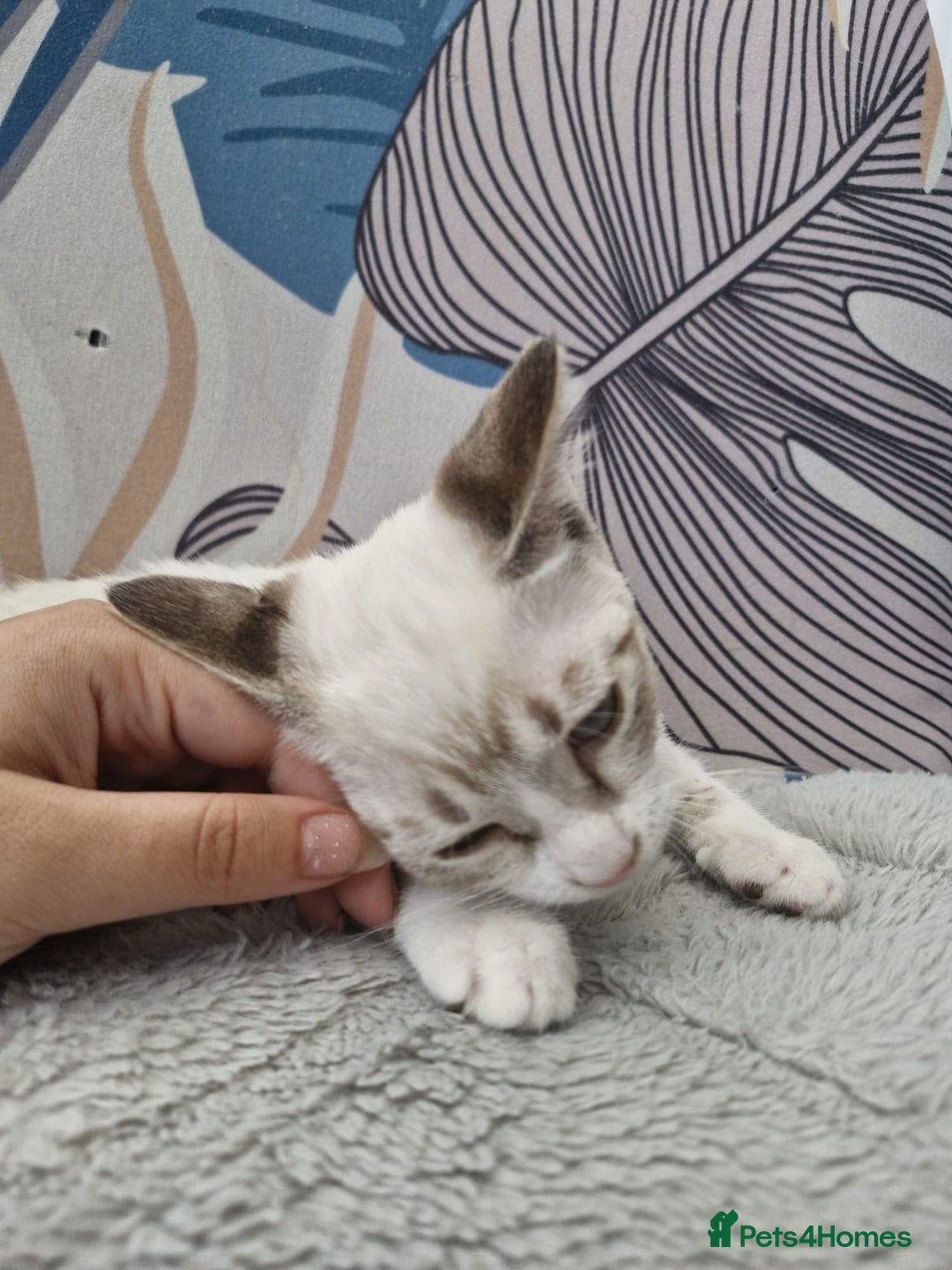 Snowshoe cats for sale:  pedigree Tica reg  snowshoes  READY NOW - Image 7