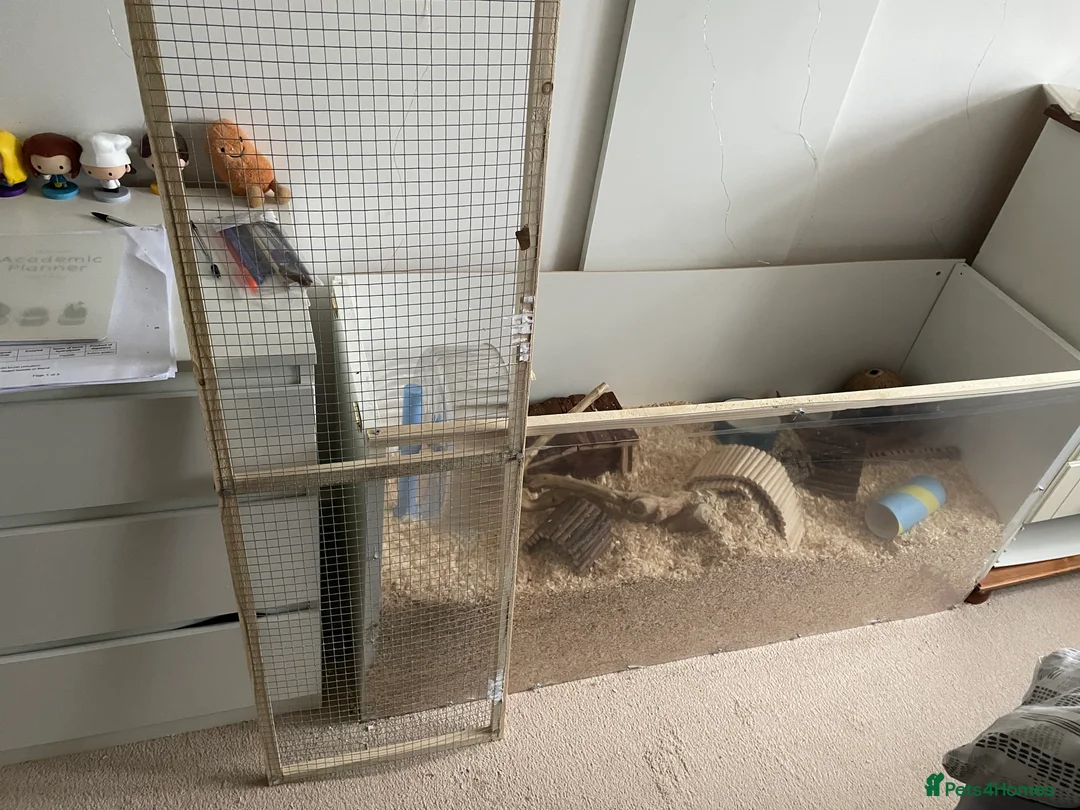 Hamster rodents for sale: female Syrian EVERYTHING INCLUDED in Nottingham - Advert 1