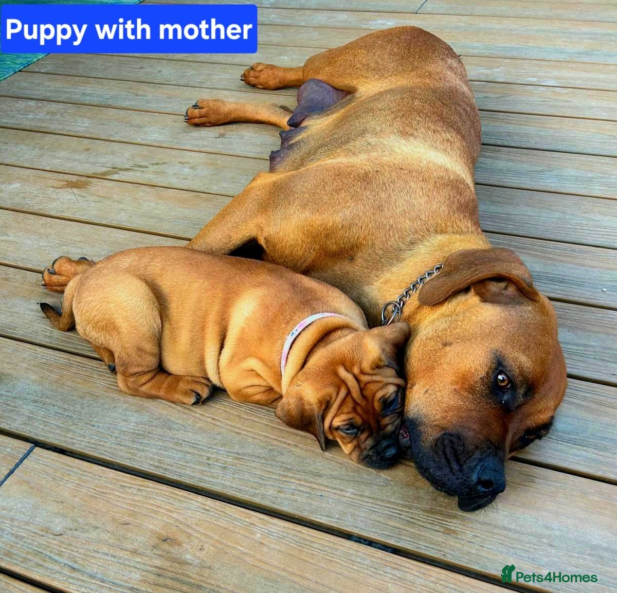 Boerboel dogs Boreboel: 6 puppies, 2 girls left (Red & Blue) - Advert 3