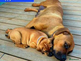Boerboel dogs Boreboel: 6 puppies, 2 girls left (Red & Blue) - Advert 3