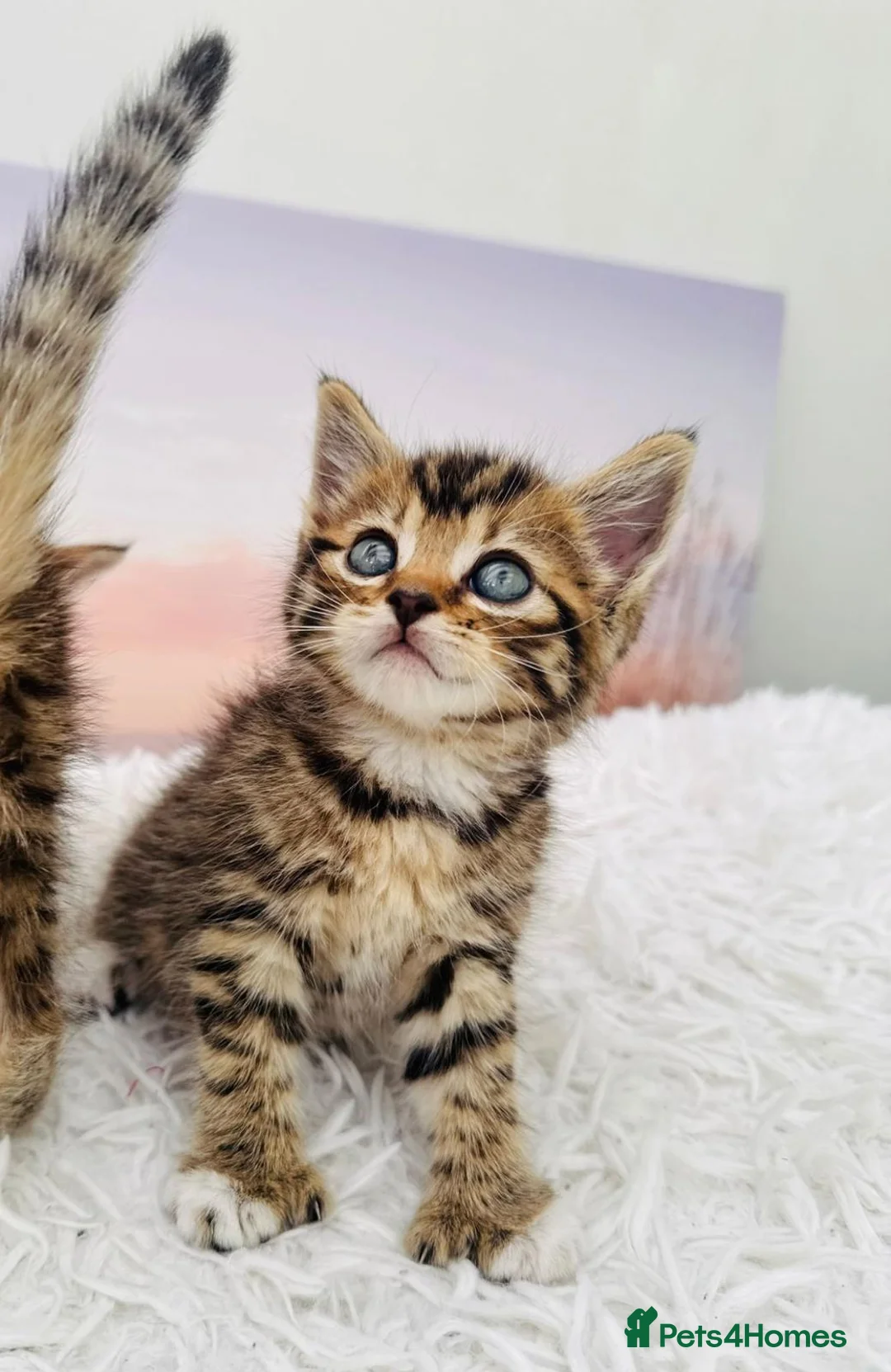 Mixed Breed cats for sale: beautifull kittens ready to go - Advert 2