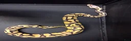 Python Snake reptiles for sale: Royal Python Morphs Males - Advert 9