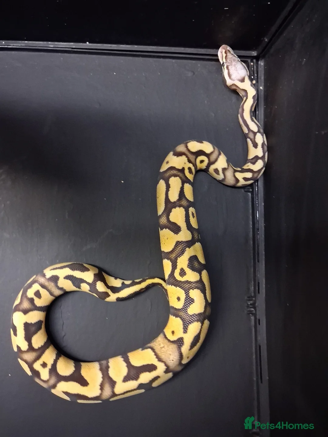 Python Snake reptiles for sale: Royal Python Morphs Males - Advert 9