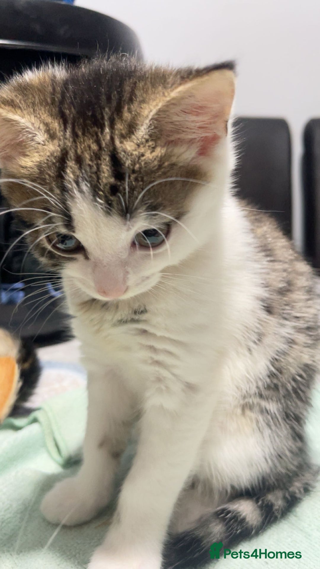 Domestic Shorthair cats for sale: cute kitten looking for a new home  - Advert 3