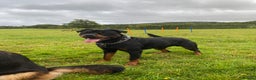 Rottweiler dogs for stud: Reggie  - Advert 3