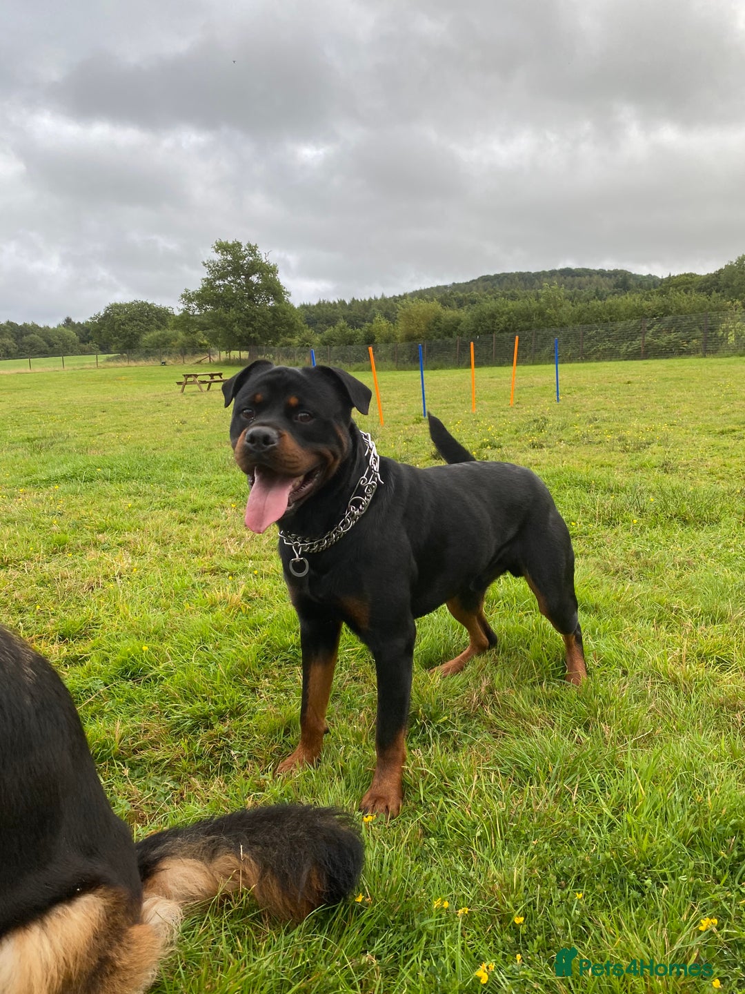 Rottweiler dogs for stud: Reggie  - Advert 3